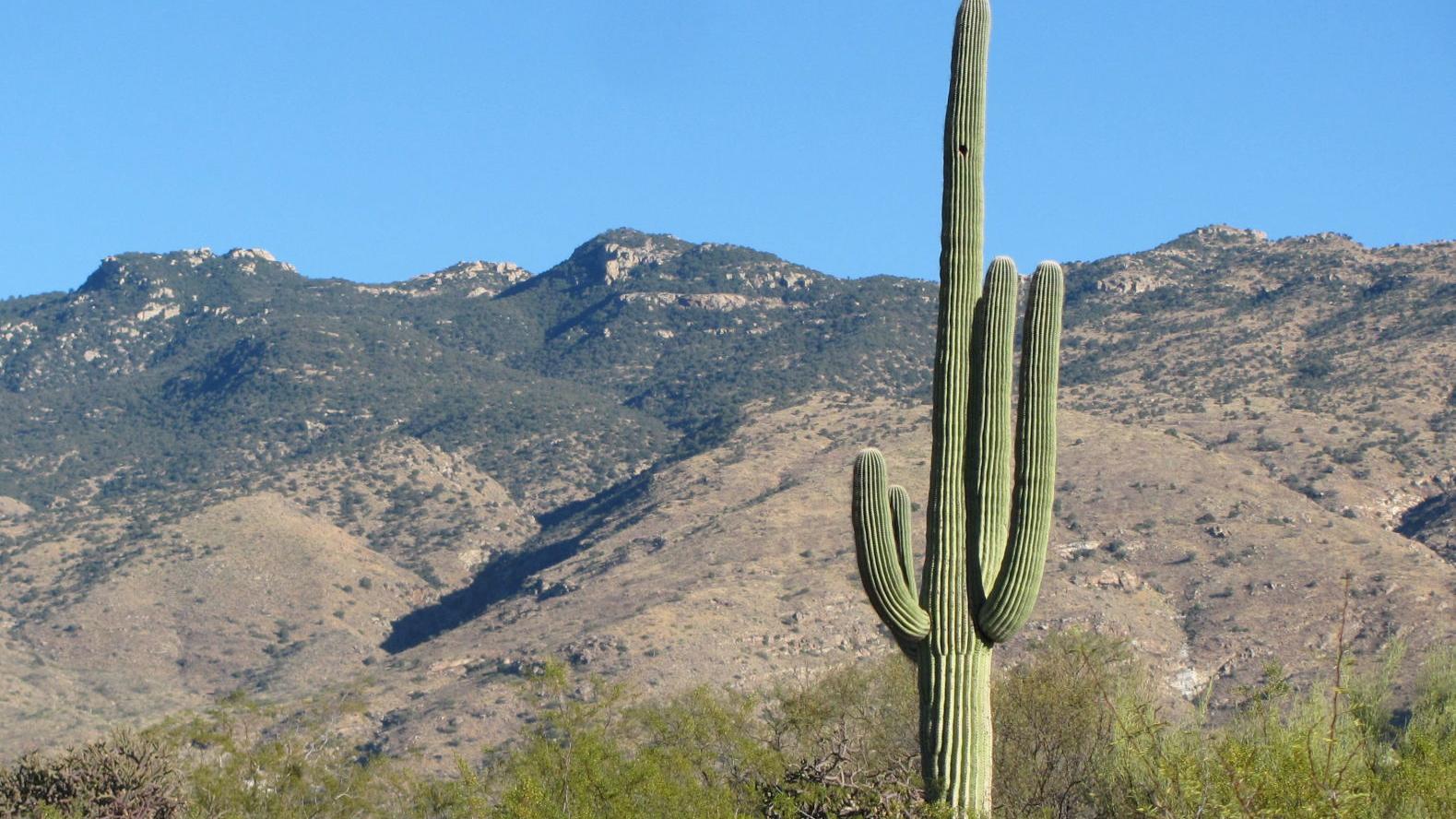 Tucson weather: Hot and dry conditions to continue for the foreseeable future
